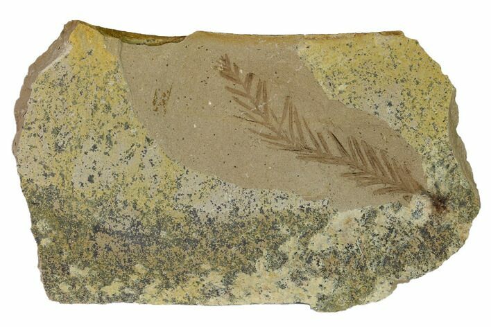 Dawn Redwood (Metasequoia) Fossil - Montana #165224